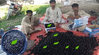 Natural Fresh BLACK JAMUN Fruits ( Jawa Plum ) Picking Packing and Eating in my Village