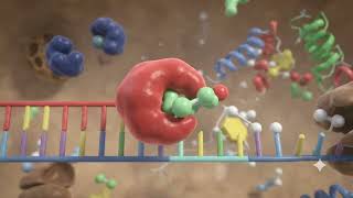 Lac Operon: Mechanism of Gene Regulation in E. coli