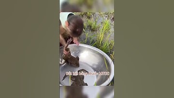 Chú Khỉ Ra Đồng Bắt Ếch bằng MTCC#moithuoccaucamtcc