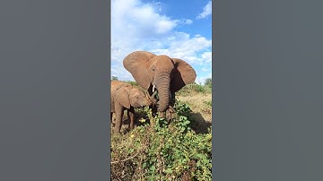 Gentle giants munching on a beautiful afternoon.Samburu,Kenya.