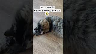 #кот #котик #котики #мем #прикол #ржака #смех #юмор #мяу #отдых #лето #топ #лайк #кайф #cat #funny