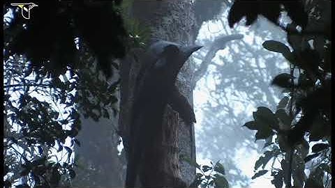Birds of Paradise Project Introduction