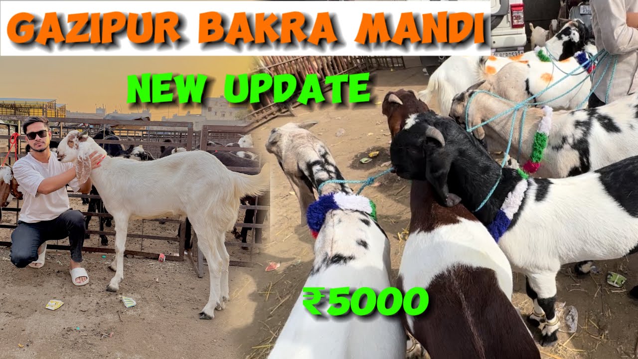 Gazipur Bakra Mandi 2025 Latest Video | दिल्ली की सबसे सस्ती बकरा मंडी | Bakra Mandi Delhi 2025