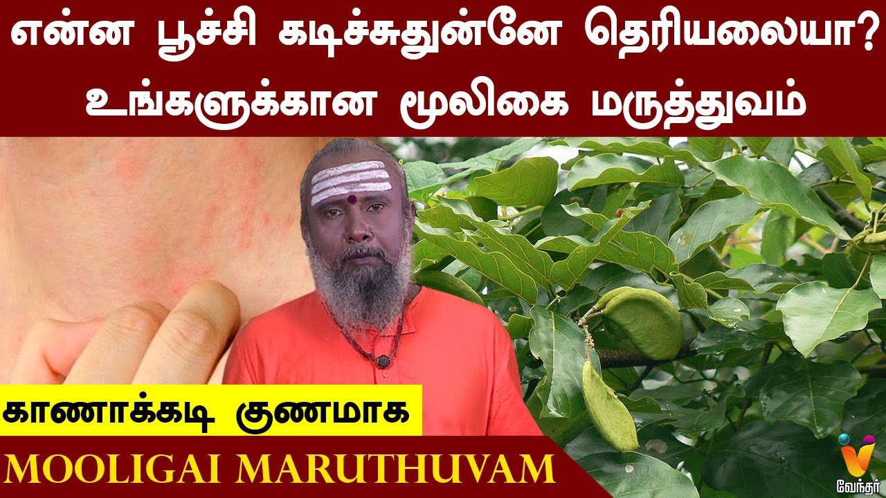 என்ன பூச்சி கடிச்சுதுன்னே தெரியலையா? உங்களுக்கான மூலிகை மருத்துவம் | காணாக்கடி குணமாக | Kaana Kadi