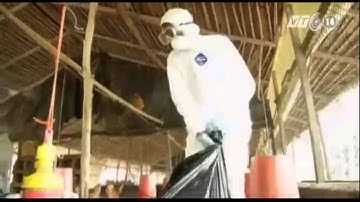 VTC14_Nguy cơ bùng phát dịch cúm gia cầm H5N1 ở Tây Phi