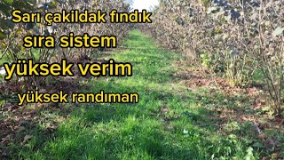 sıra sistem çakildak fındık bahçesi