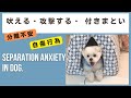 吠える!つきまとう!家族を攻撃する!分離不安、自傷行為。ポメマル。
