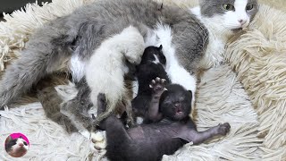 Entrusting a rescued kitten to a stray cat that gave birth 5 days ago 'A Heartwarming Tale' by ねこぱんちParaguay 205,708 views 6 months ago 10 minutes, 39 seconds