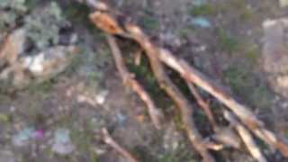 Short Hike with Mora Knife