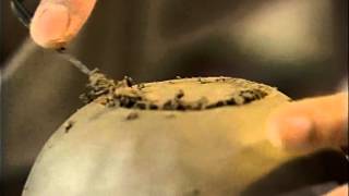 Download Lagu Raku Kichizaemon XV.avi MP3