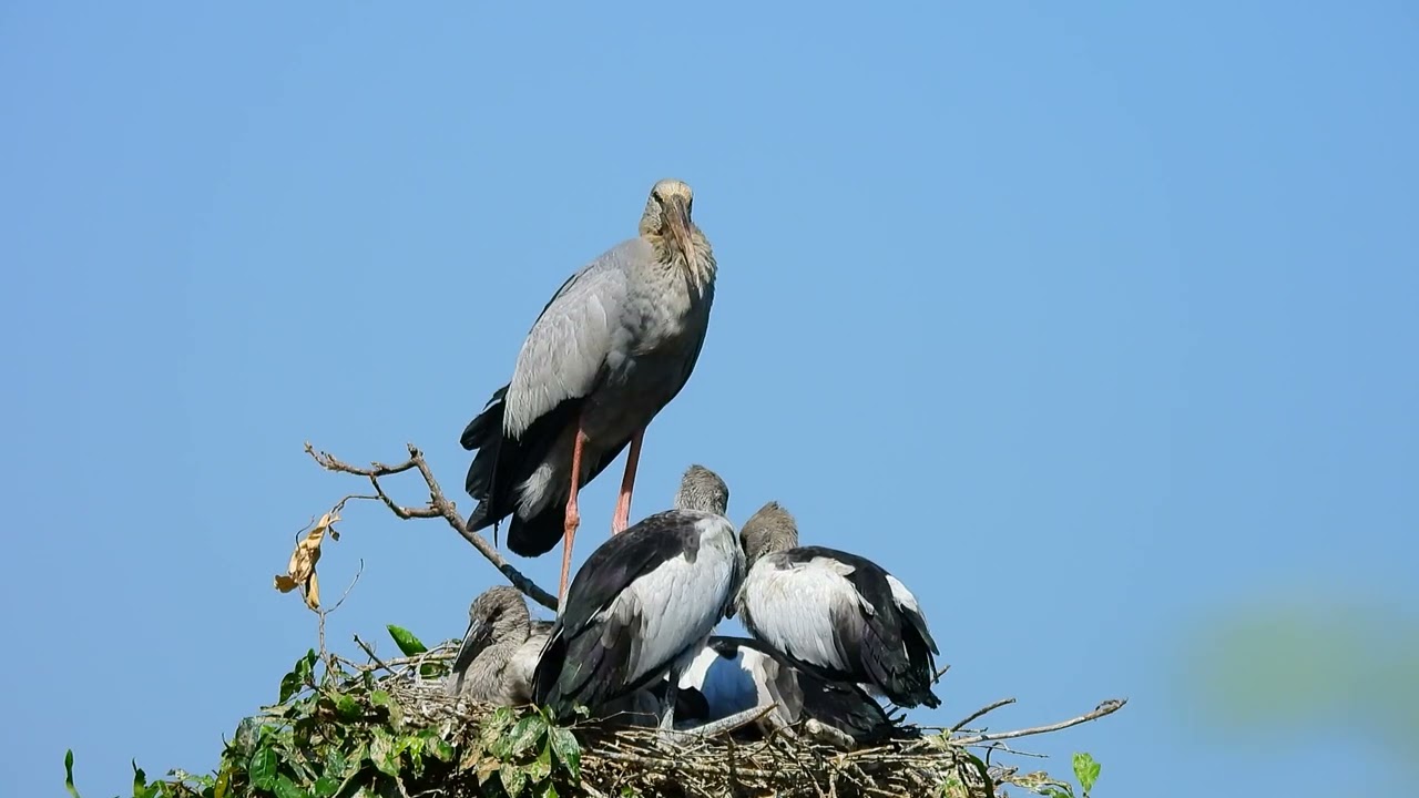 Healing Music for Inner Peace and Calm Nature Stress Release Relaxing Sound EP3