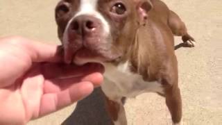 Video of adoptable pet named Kay K in Texarkana Texas