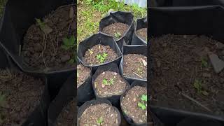 Download Lagu Menanam kacang tanah di dalam Polybag usia 1 minggu #kokkalai #2025 #kacangtanah MP3