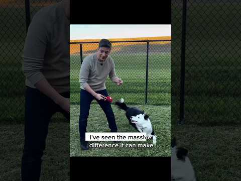 Video: Lilica Junkyard Dog dělá něco opravdu zvláštního pro své Junkyard Homies každé noci
