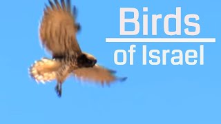 Birds of Israel הציפורים של ישראל YouTube