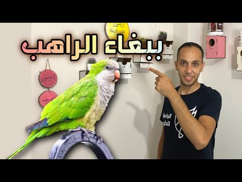 كل مايخص ببغاء الكويكر أو الراهب من إنتاج والقفص المناسب للإنتاج 