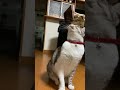 ゴムが大好きなふうは元気です(^^)