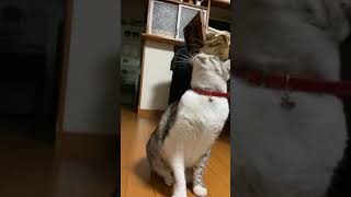 ゴムが大好きなふうは元気です(^^)