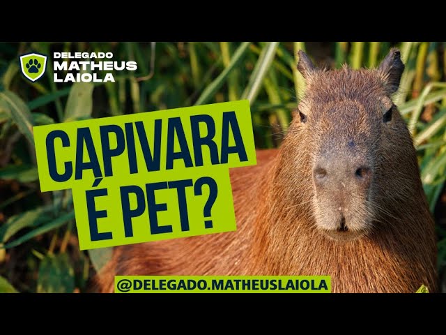 CAPIVARA: O ANIMAL MAIS LEGAL DE TODOS 