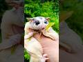 Cutie Sugar Glider #shots #ytshort #shortsfeed #sugarglider #sugarglidercare #1718