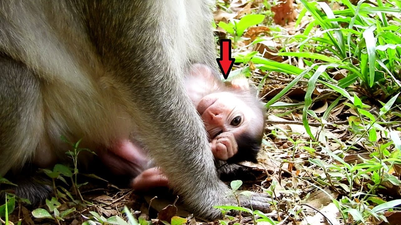 susan looks so tired Lizzy Drops Lizza To Lay On Ground Very Poor/Lizzza Hungry Look So Tired