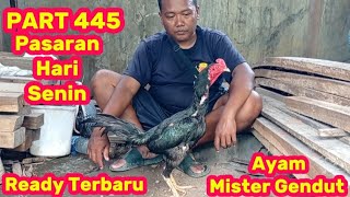 PART 445 🛑 Ready Terbaru Ayam Mister Gendut 