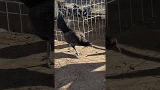 Coal miner mug Pullets