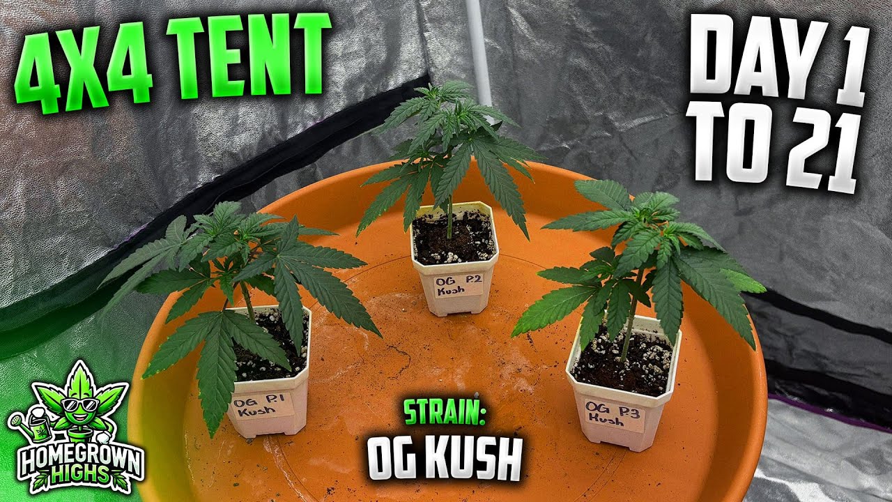 Preparing Our OG KUSH for the Outdoors! | Day 1 to 21, How To Top