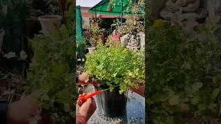 Grow Coriander in Pot | SEED TO HARVEST #coriander #cilantro #vegetables #leafygreens #plant