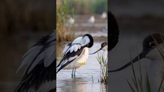 Este Pájaro Tiene el Pico al Revés y Aun Así Encuentra el Amor #wildlifeshorts #aves #datoscurisos