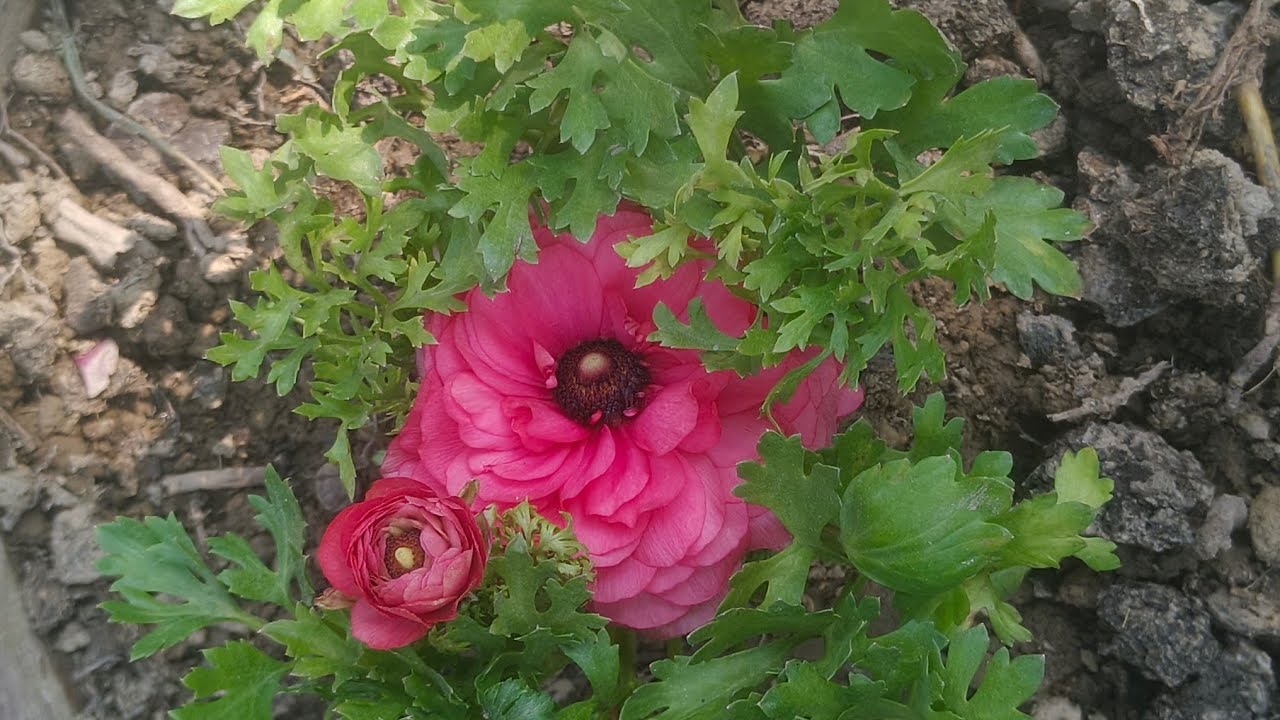 लाल धागे सरकार 🚩 | लाइव दर्शन में आपका स्वागत है 🙏 | Ruchi Chauhan Official