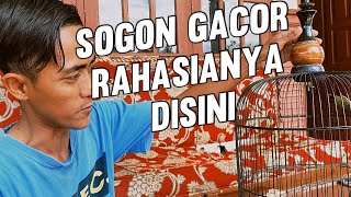 Download Lagu THE SECRET OF SOGON TO GACOR NATURALLY QUICKLY #sogon #sogongacor MP3