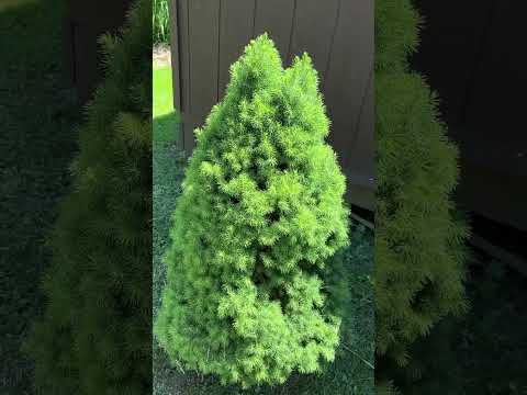 alberta spruce #tree