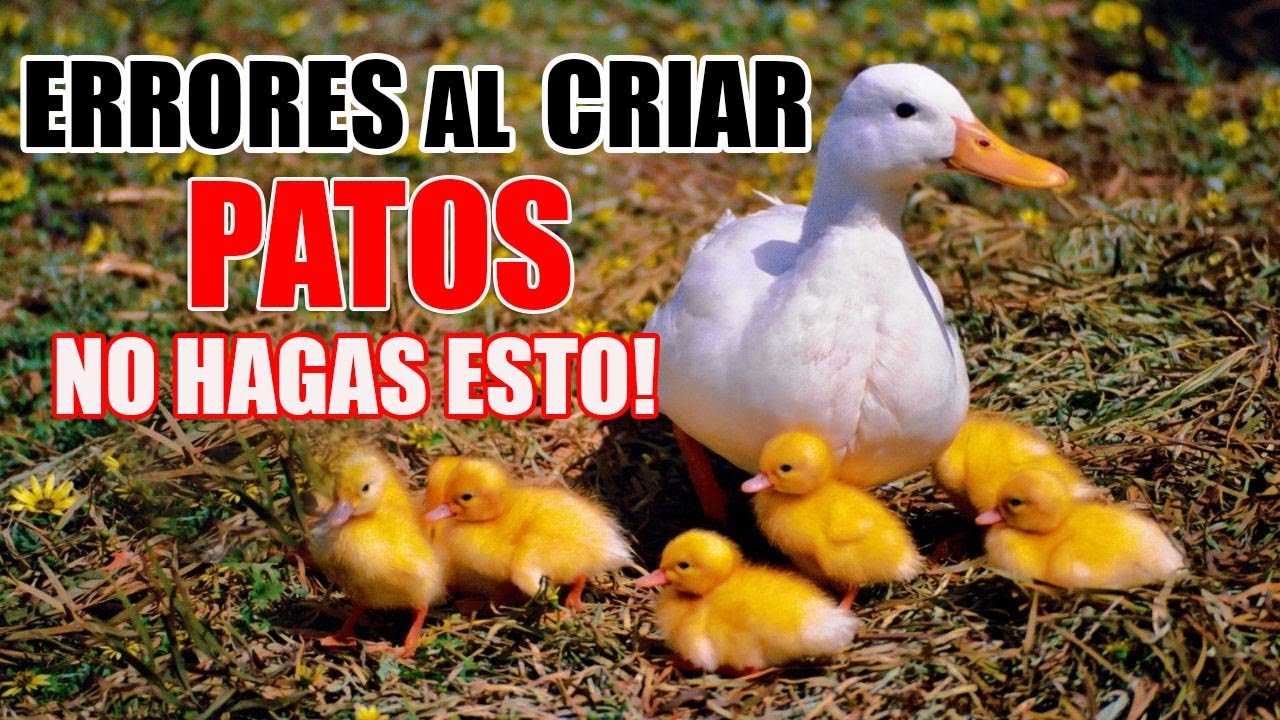 PATOS Errores Al Criar Patos Evita Hacer Esto YouTube