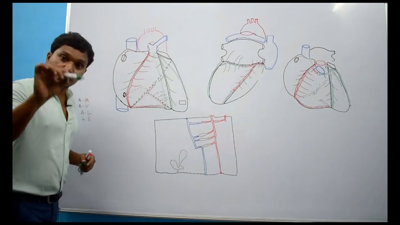 BLOOD SUPPLY OF HEART PART 2- MYOCARDIAL CIRCULATION AND VENOUS ...