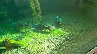 Karpfen Im Multimar Wattforum In Tönning