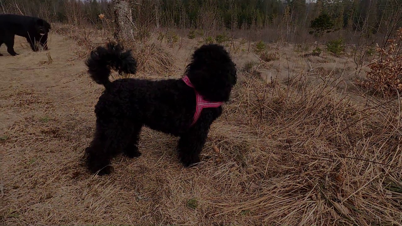 Hundetur rundt Gransetra