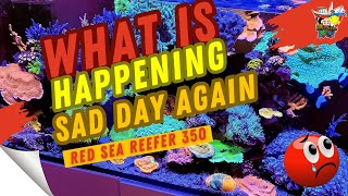 Whats Causing Crazy Fish Deaths and Corals on the Floor??