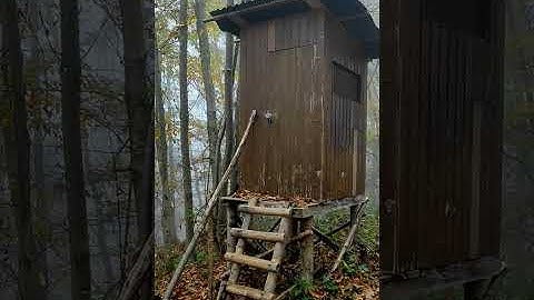Autumn Walk and Foliage - Exploring Bee Hill in Achern (Black Forest, Germany) 