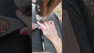 Goats Love To Be Brushed, Just Like A Puppy.