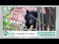 📣【Mahalinga好好講】完整節目 第108集｜人熊衝突擴張 和平共處解方？​｜原住民族電視台