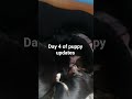 day 4 #puppy #dog #pets #cute #hunting #blessed #god #love #smile #happy #fyp #emotional