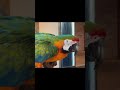 ルネッサンス リゾート オキナワ  コンゴウインコのチャーミーちゃん