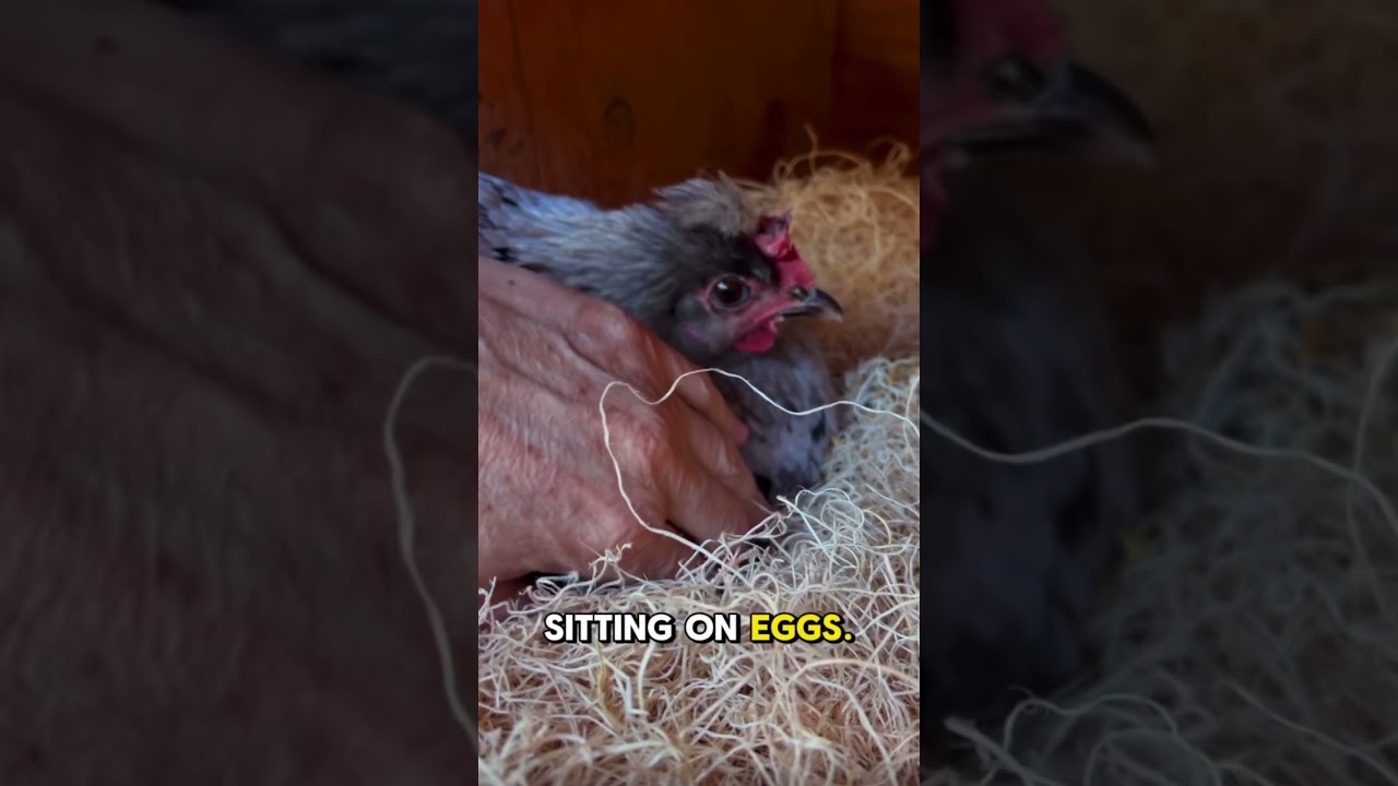 Follow our farm @severaloaks on TikTok or instagram