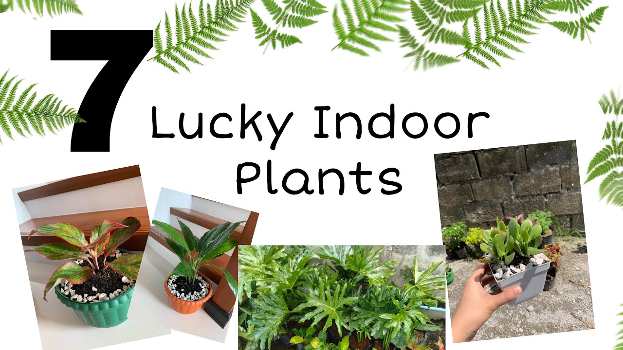 7 lucky indoor plants for beginners and their care tips YouTube