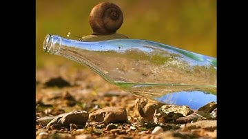 ☹️बीचारा प्यासा snail🐌 #short #shorts #viral #shortvideo #ytshorts @MRINDIANHACKER @CrazyXYZ