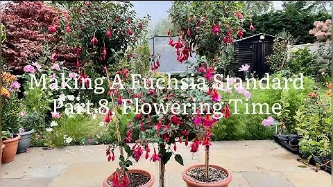 Making A Fuchsia Standard Part 8 Flowering Time, Creating A Fuchsia Standard
