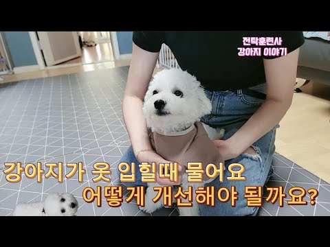 강아지 옷입힐때 물어요 교육하는 방법 알려드릴게요 (feat.강아지 방문훈련)