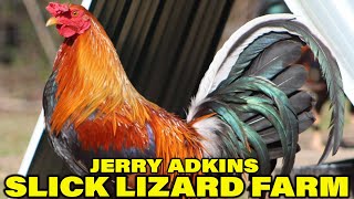 Jerry Adkins Gilmore Hatch Sweater - Beautiful Birds Slick Lizard Farm