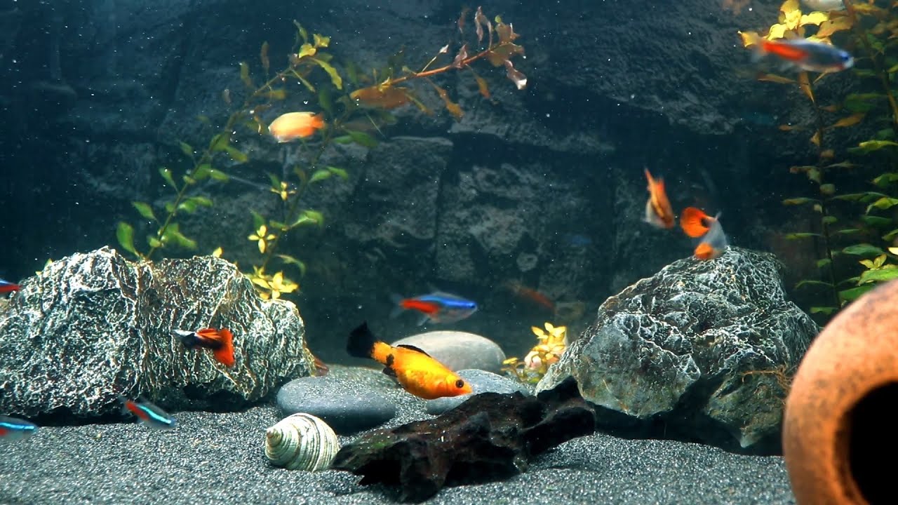 Relaxing Underwater Live Stream | Real Fish Life & Water Ambience